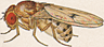 Drosophila subquinaria