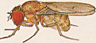 Drosophila putrida