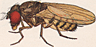 Drosophila melanica
