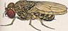 Drosophila repleta
