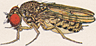 Drosophila mulleri