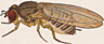 Drosophila longala