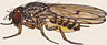 Drosophila leonis