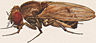 Drosophila robusta