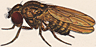 Drosophila biopaca