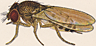 Drosophila racemova