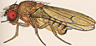 Drosophila submacroptera