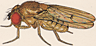 Drosophila unipunctata