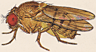 Drosophila crassa