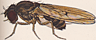 Drosophila macropolia