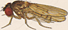 Drosophila parachrogaster
